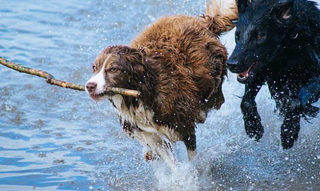 Dos Perros, Dos Extremos