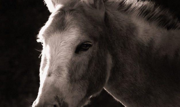 LECCIONES DEL CABALLO Y DEL MULO