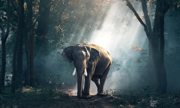 “Papi, vi un elefante”