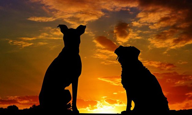 Dos Perros, Dos Extremos
