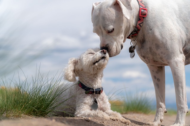 Dos perros y la traílla